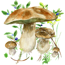 نسخه جدید و آخر Mushrooms app نسخه جدید و آخر Mushrooms app