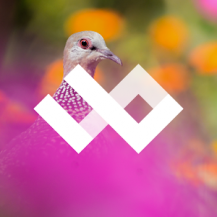 آخرین نسخه والپیپر WildPapers
