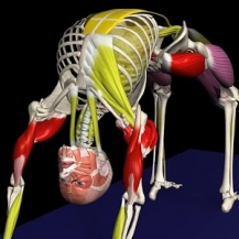نسخه جدید و آخر Yoga نسخه جدید و آخر Yoga